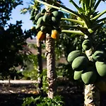 Nyaraló Arbequina *