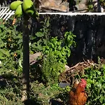 Arbequina * Pájara