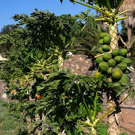 Nyaraló Arbequina Pájara