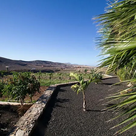 Arbequina Pajara (Fuerteventura)