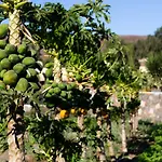 Arbequina * Pájara