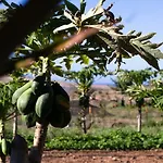 Arbequina Tatil Evi *