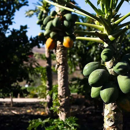 Tatil Evi Arbequina *