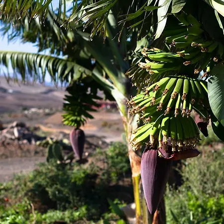 Arbequina Tatil Evi Pájara