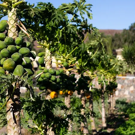 Arbequina * Pájara