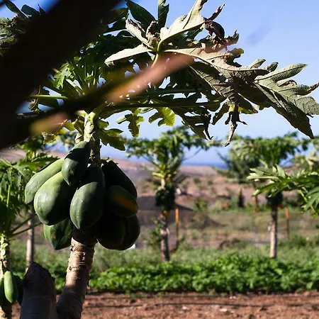 Arbequina Tatil Evi *