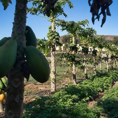 Arbequina *
