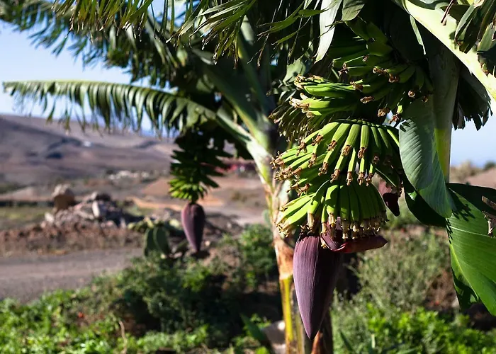 Arbequina 펜션 Pájara