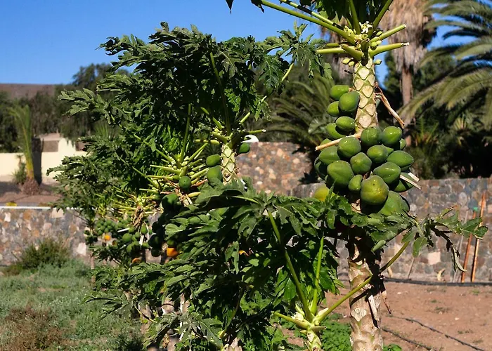 펜션 Arbequina Pájara