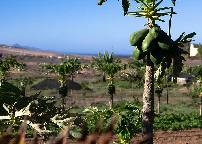 Arbequina Vakantiehuis